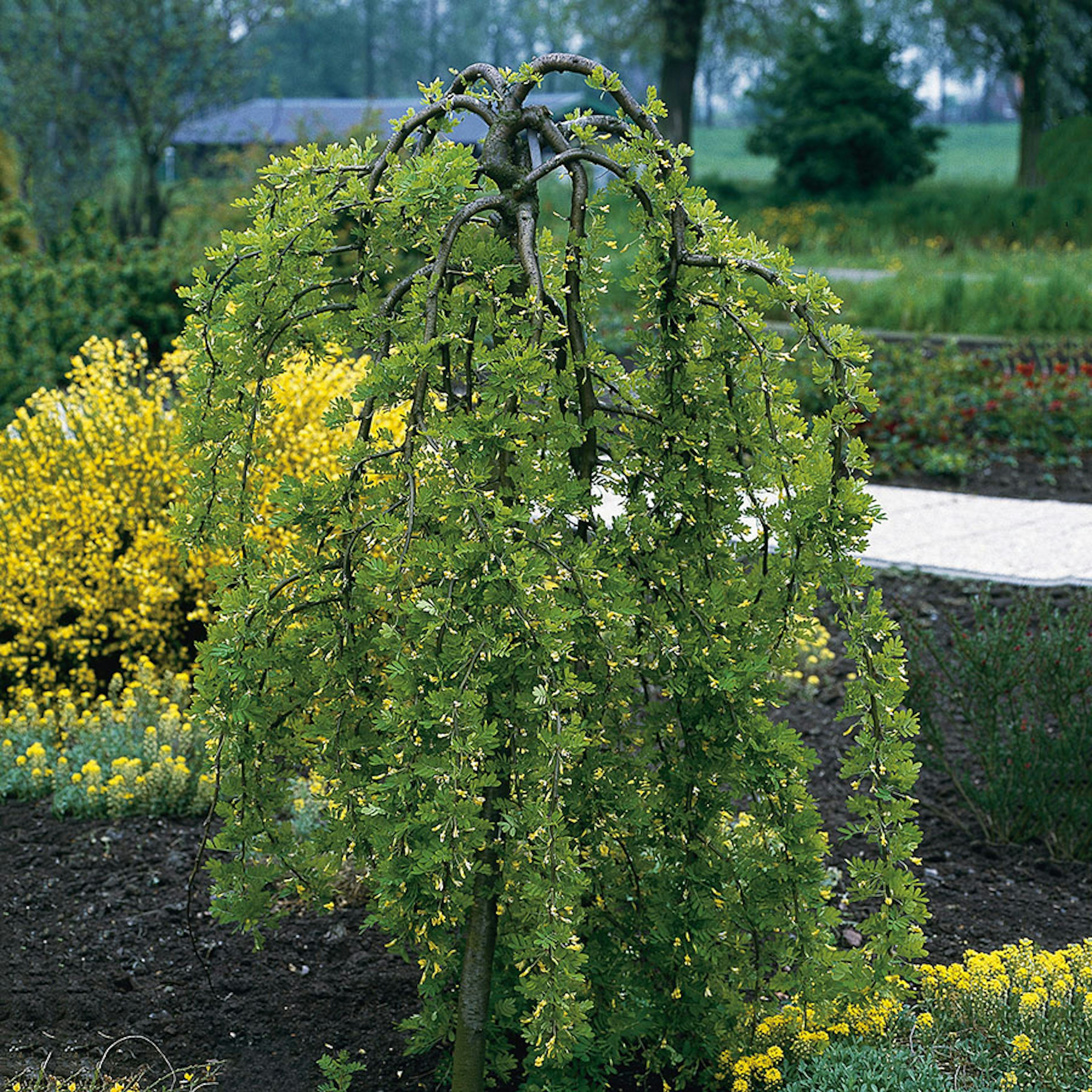 Prydnadsträd Omnia Garden Hängkaragan 100-120 cm - Grön Blomning