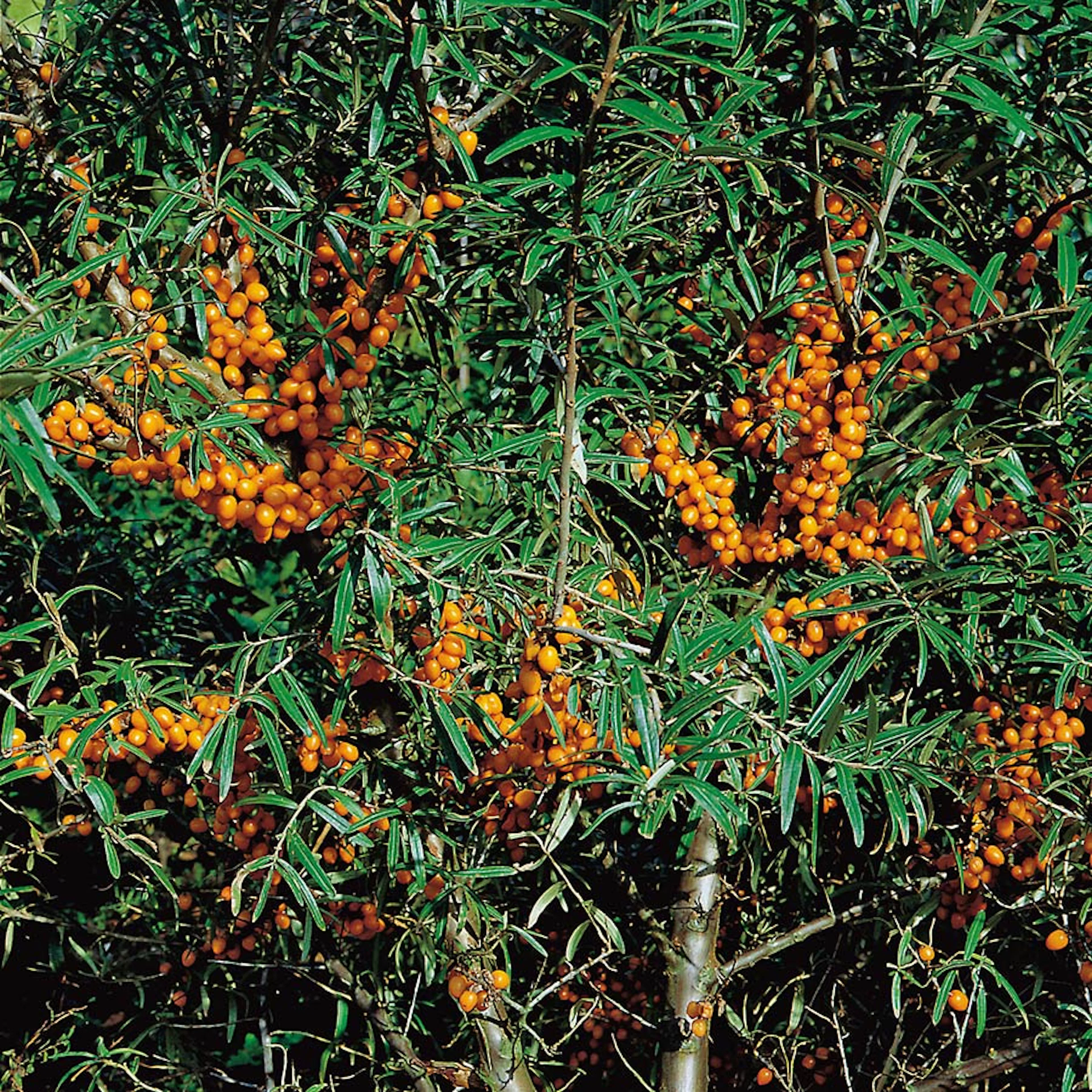 Buske Havtorn Omnia Garden Svenne E Hanplanta