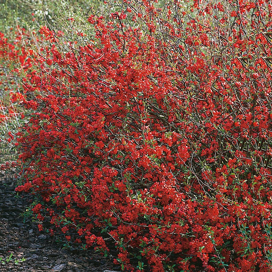 Prydnadsbuske Omnia Garden Hybridrosenkvitten