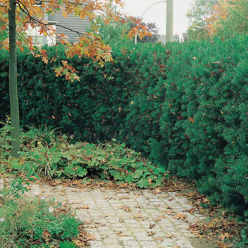 Planta Hybrididegran Omnia Garden Hillii 20-30 cm