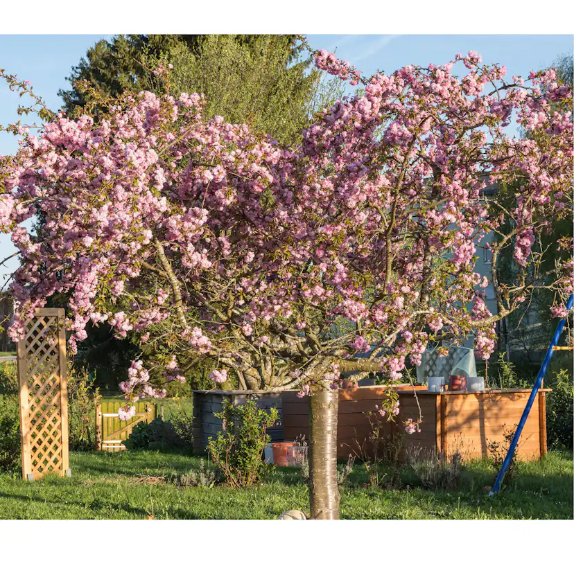 Prydnadsträd Japanskt körsbär Omnia Garden Prunus Kiku-Shidare-Zakura 100-120 cm