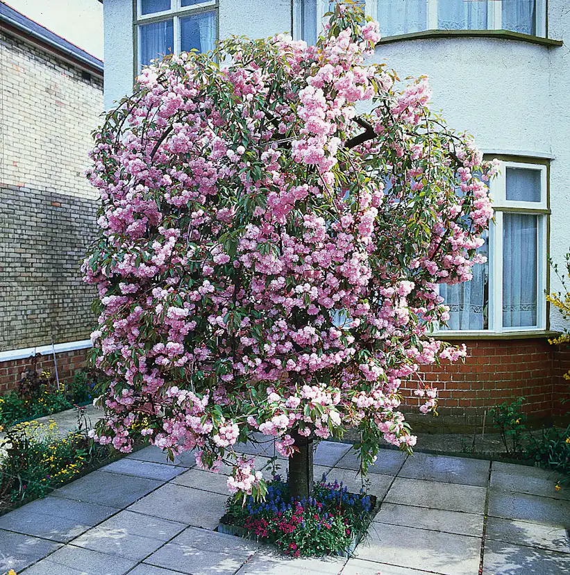 Prydnadsträd Japanskt körsbär Omnia Garden Prunus Kiku-Shidare-Zakura 100-120 cm