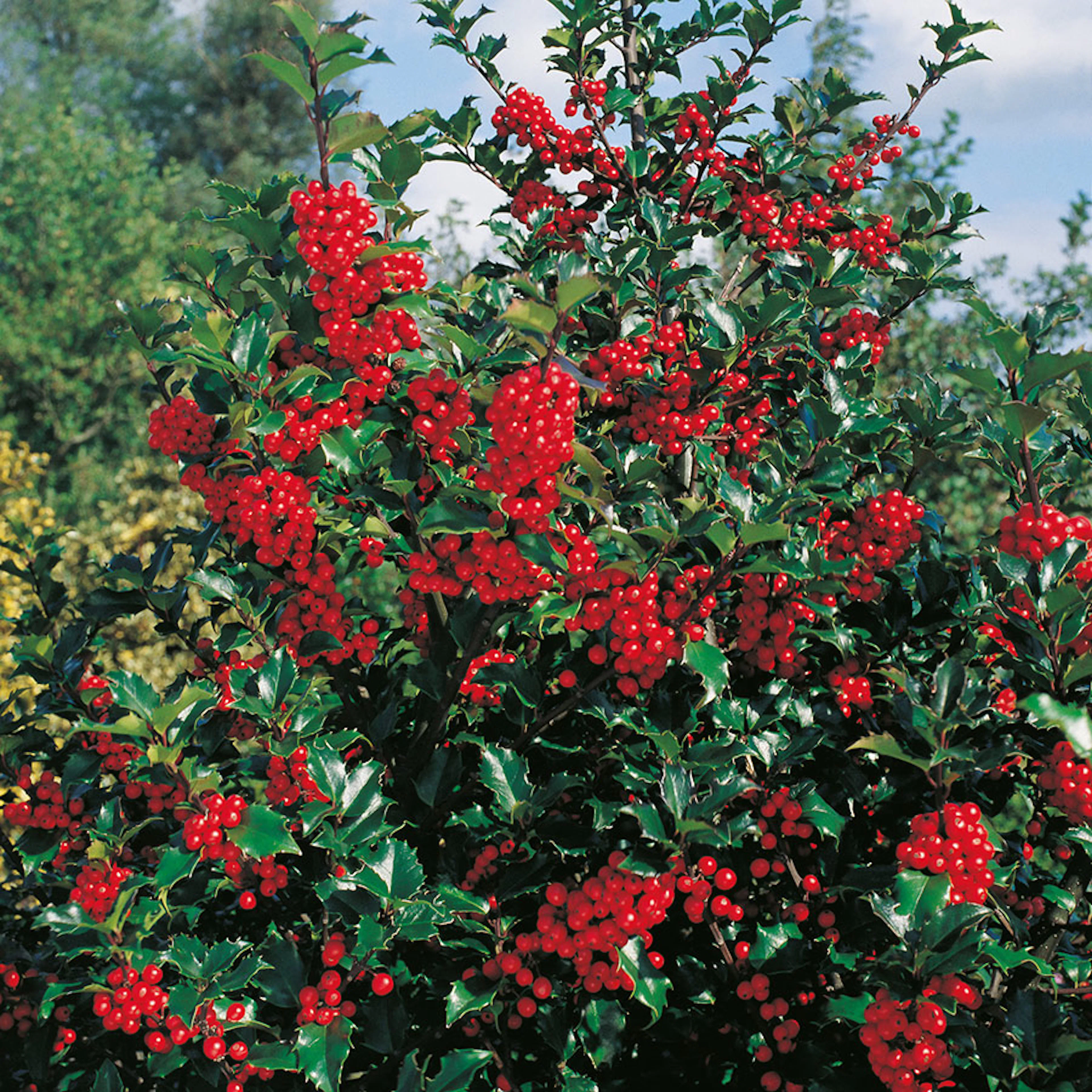 Prydnadsbuske Omnia Garden Järnek   Blå