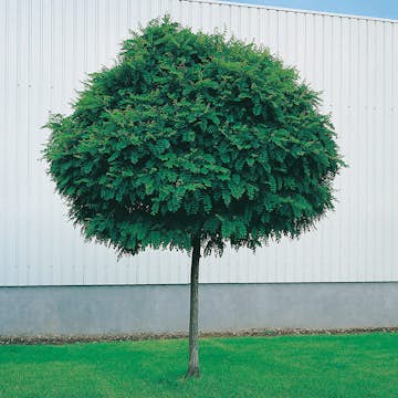 Prydnadsträd Klotrobinia 1@Plant 40-160 cm