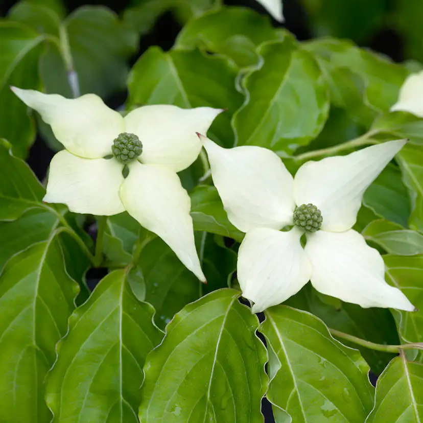 Prydnadsbuske Omnia Garden Koreansk Blomsterkornell
