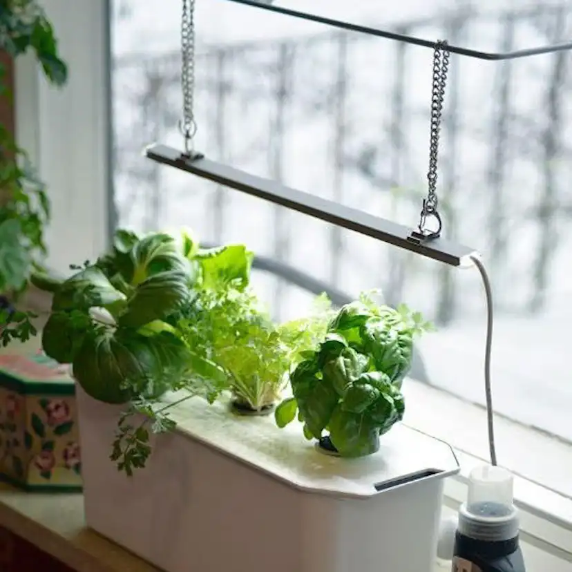 Presentförpackning Nelson Garden Hydroponisk odling Harvy 3