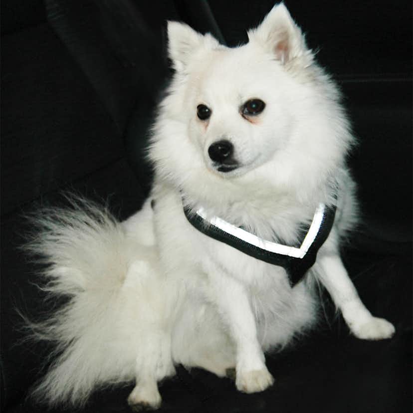 Hundsele MIM AllSafe S