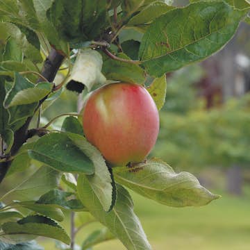 Äppelträd Omnia Garden Åkerö Svagväxande