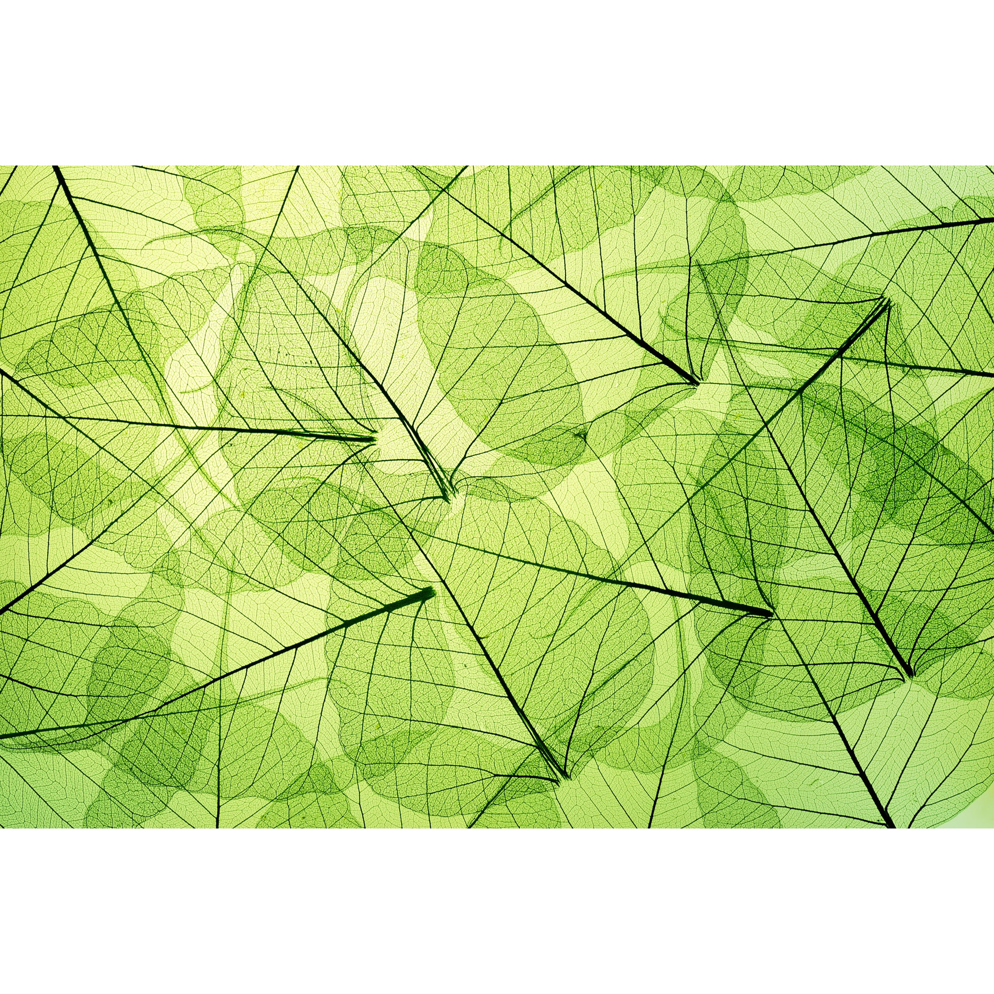 Tapet Dimex Leaf Veins