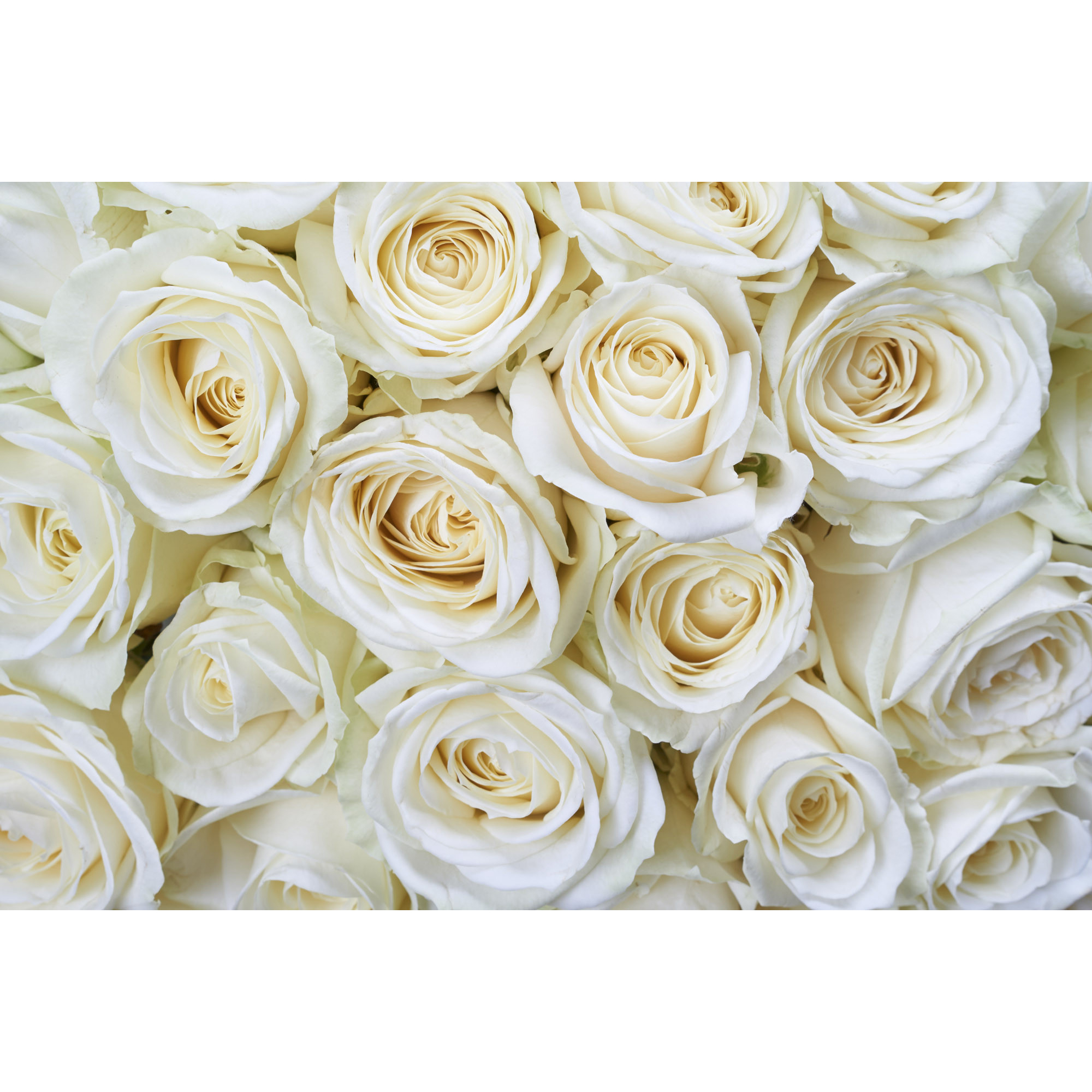 Tapet Dimex White Roses