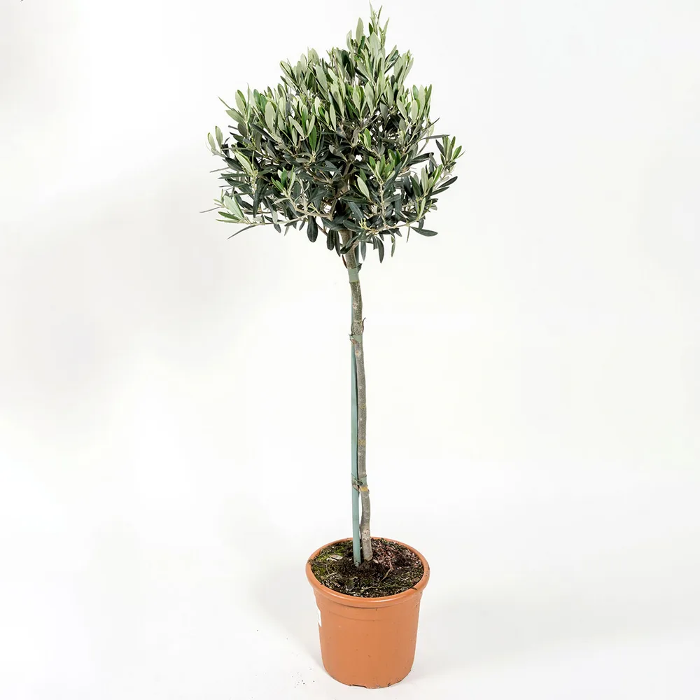 Olivträd Omnia Garden