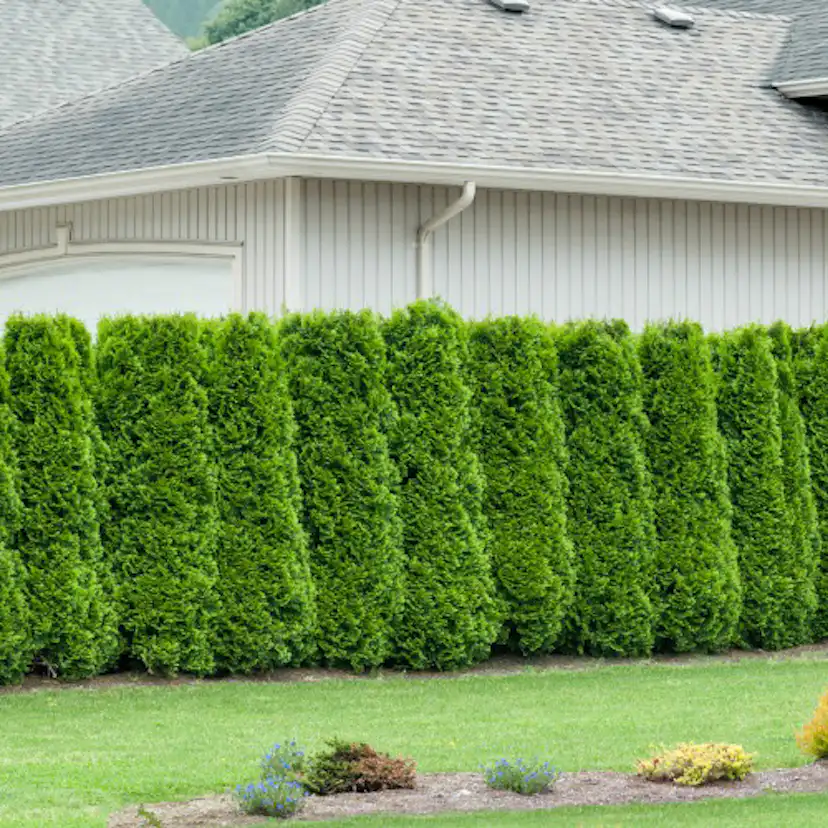 Planta Pelar/Häcktuja Omnia Garden 50-80 cm