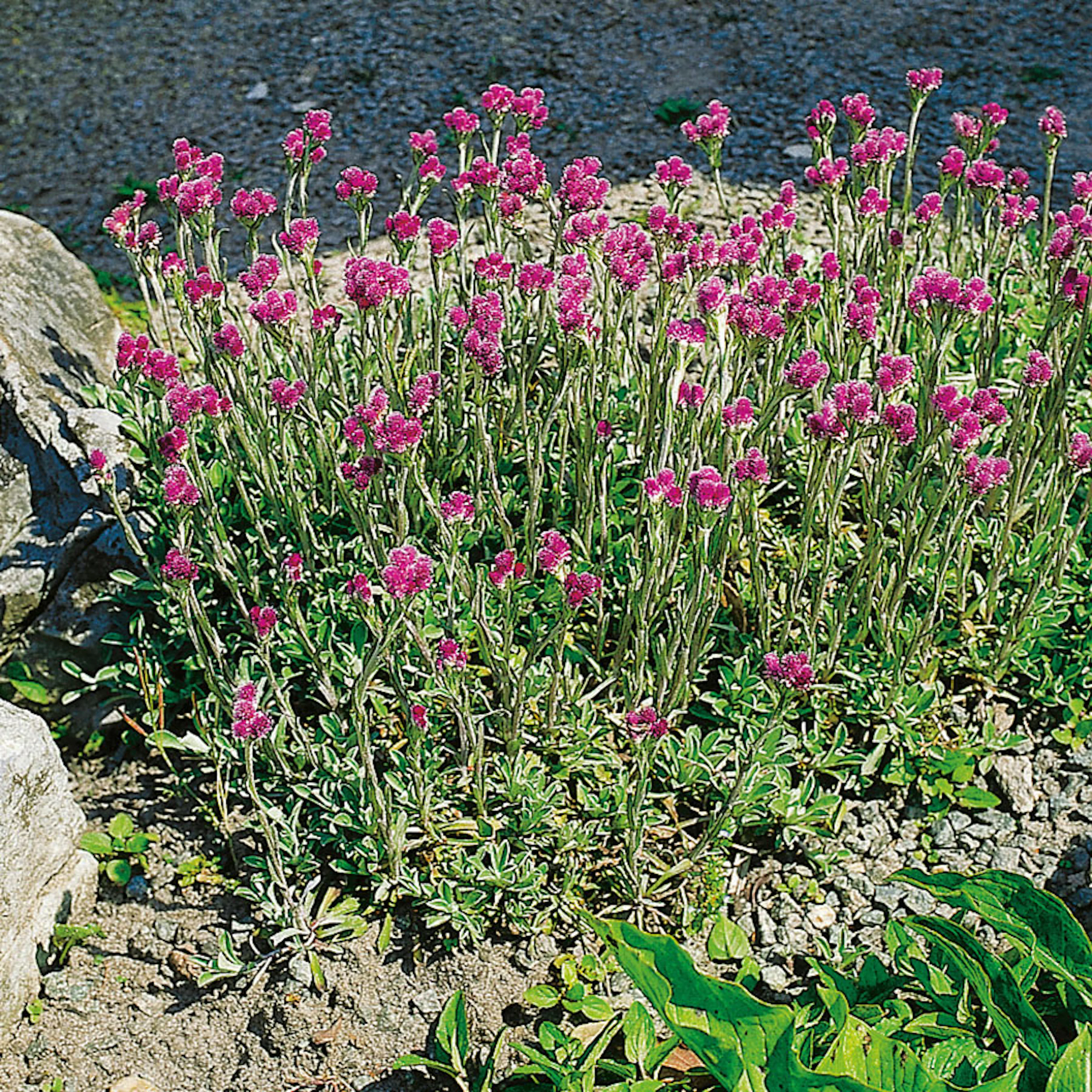 Planta Omnia Garden Kattfot Rubra