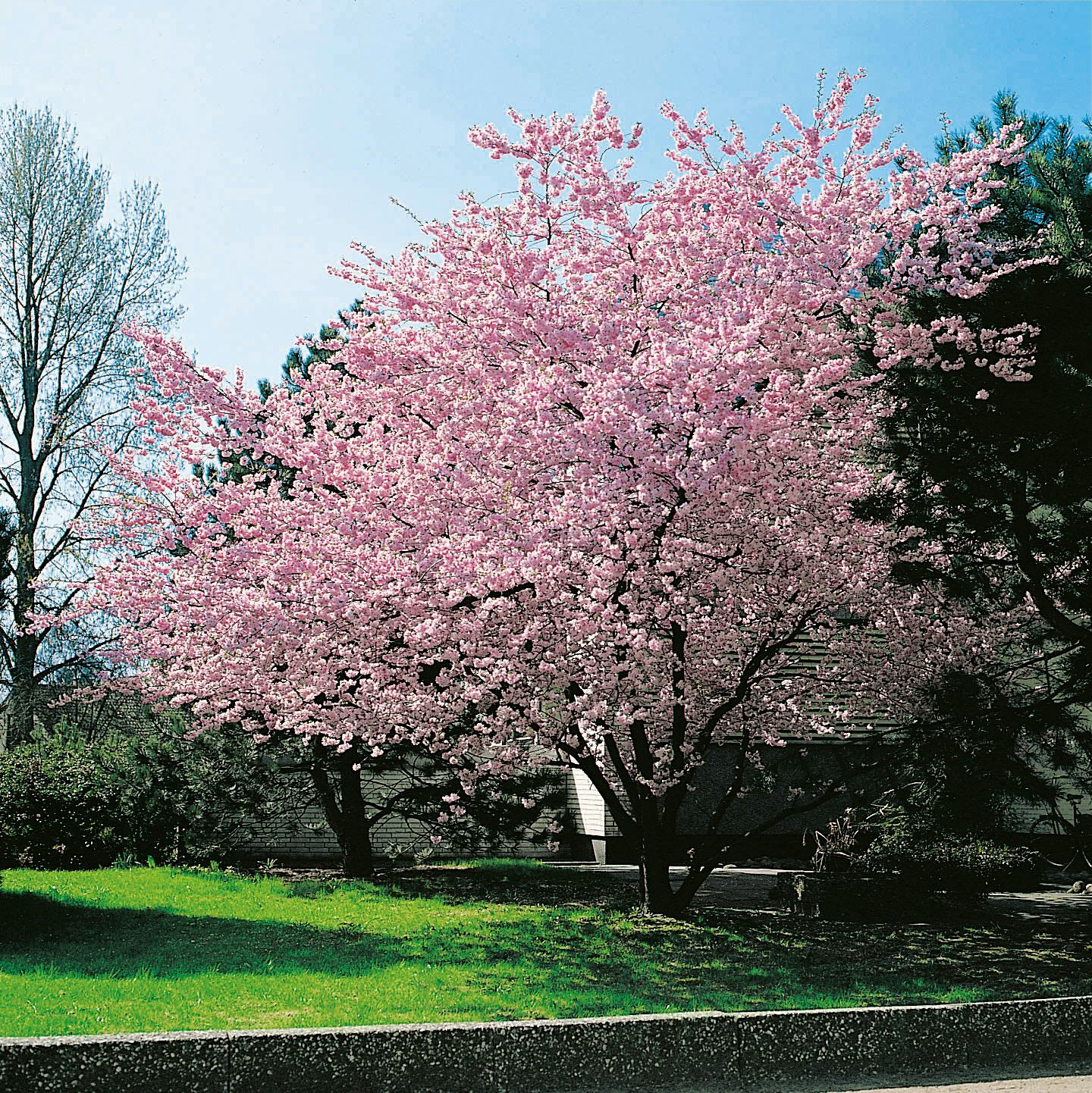 Prydnadskörsbär Omnia Garden Accolade, Rosa Blomning, 100-120 cm