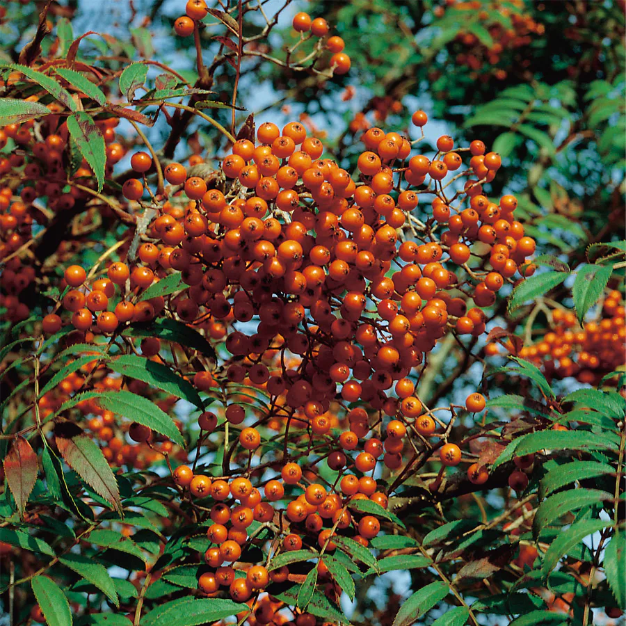 Rönn Omnia Garden 50-80 cm