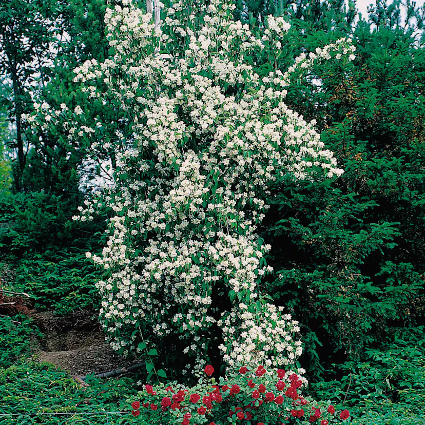 Prydnadsbuske Schersmin- Doftschersmin Omnia Garden 100-150 cm