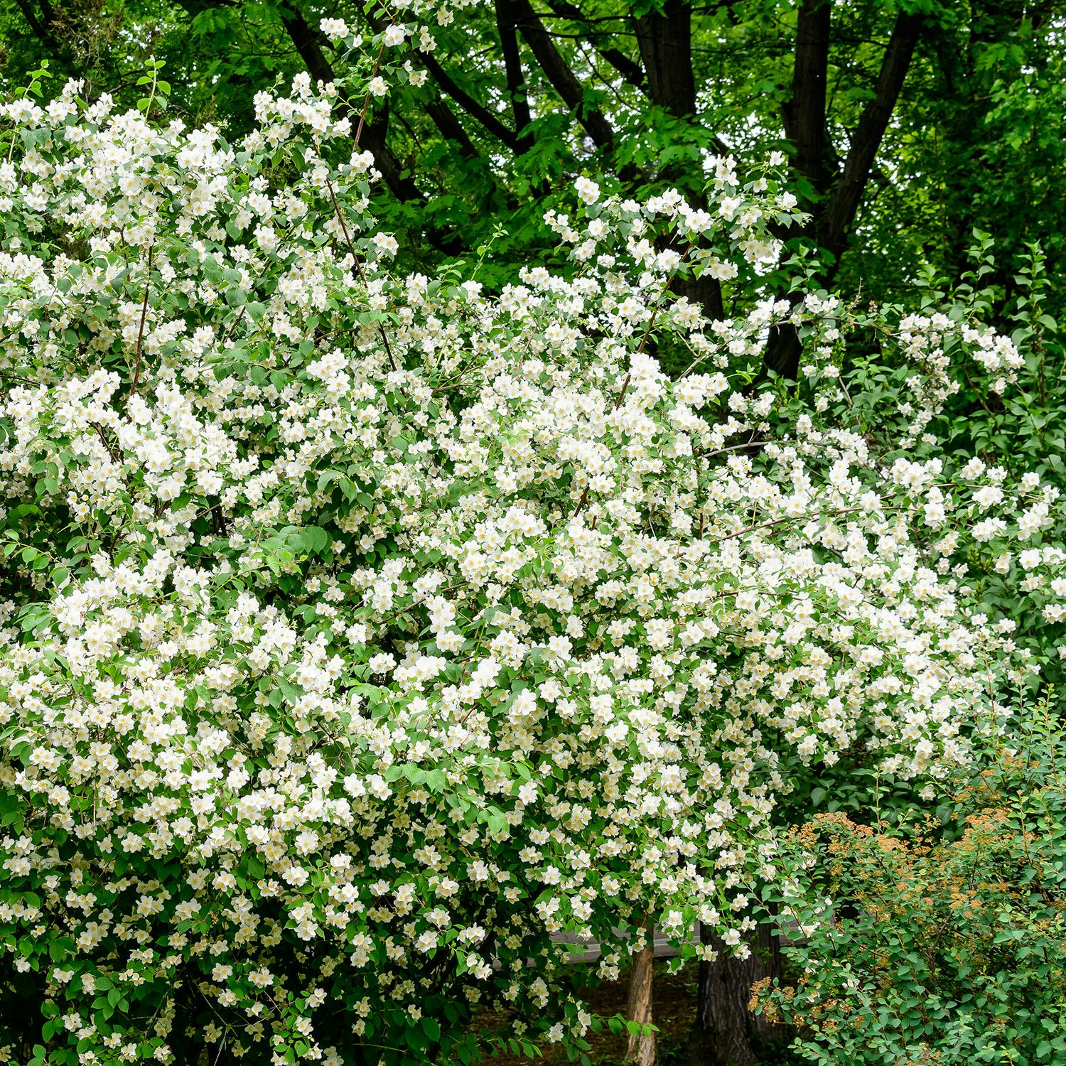 Prydnadsbuske Schersmin- Doftschersmin Omnia Garden 100-150 cm