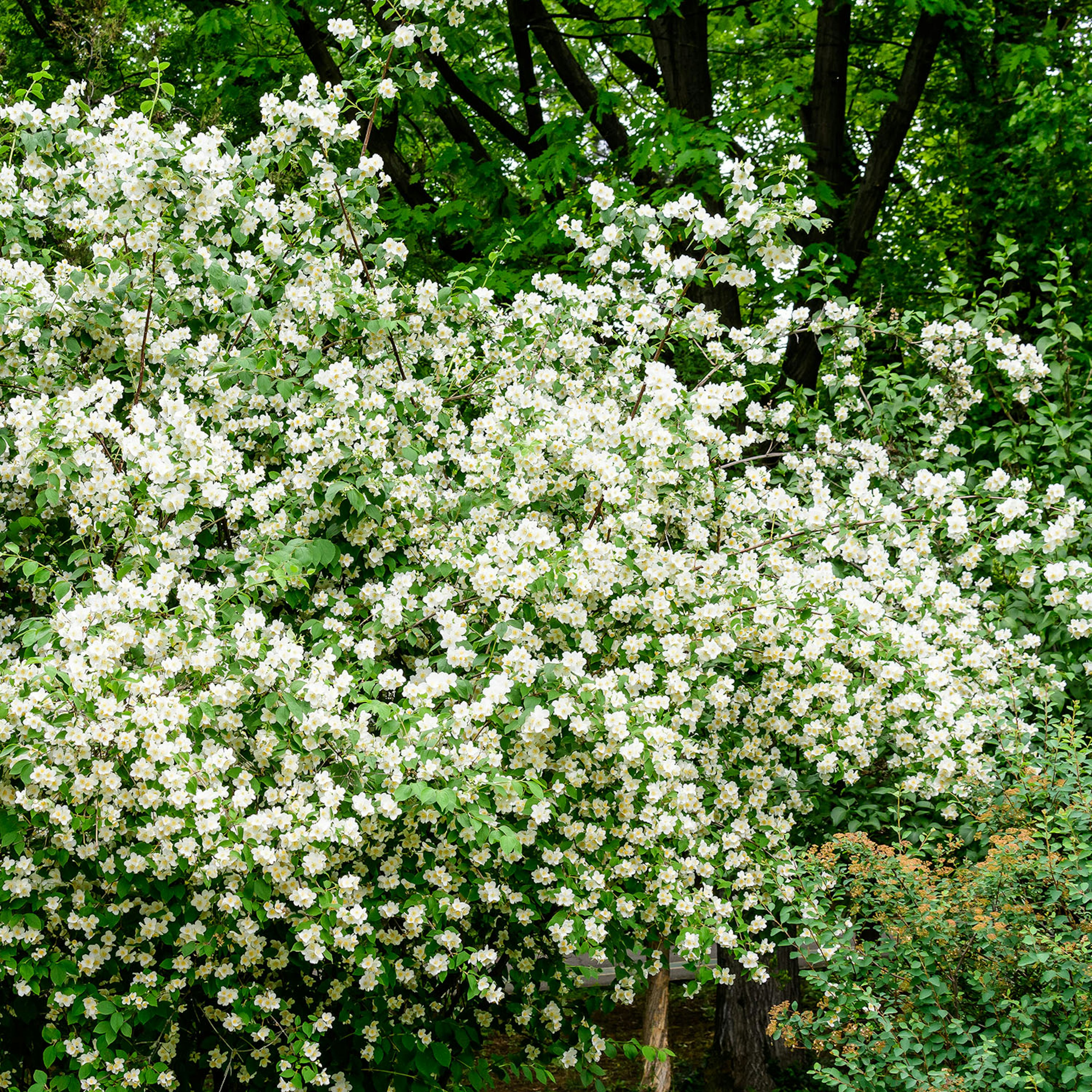 Prydnadsbuske Schersmin- Doftschersmin Omnia Garden 100-150 cm