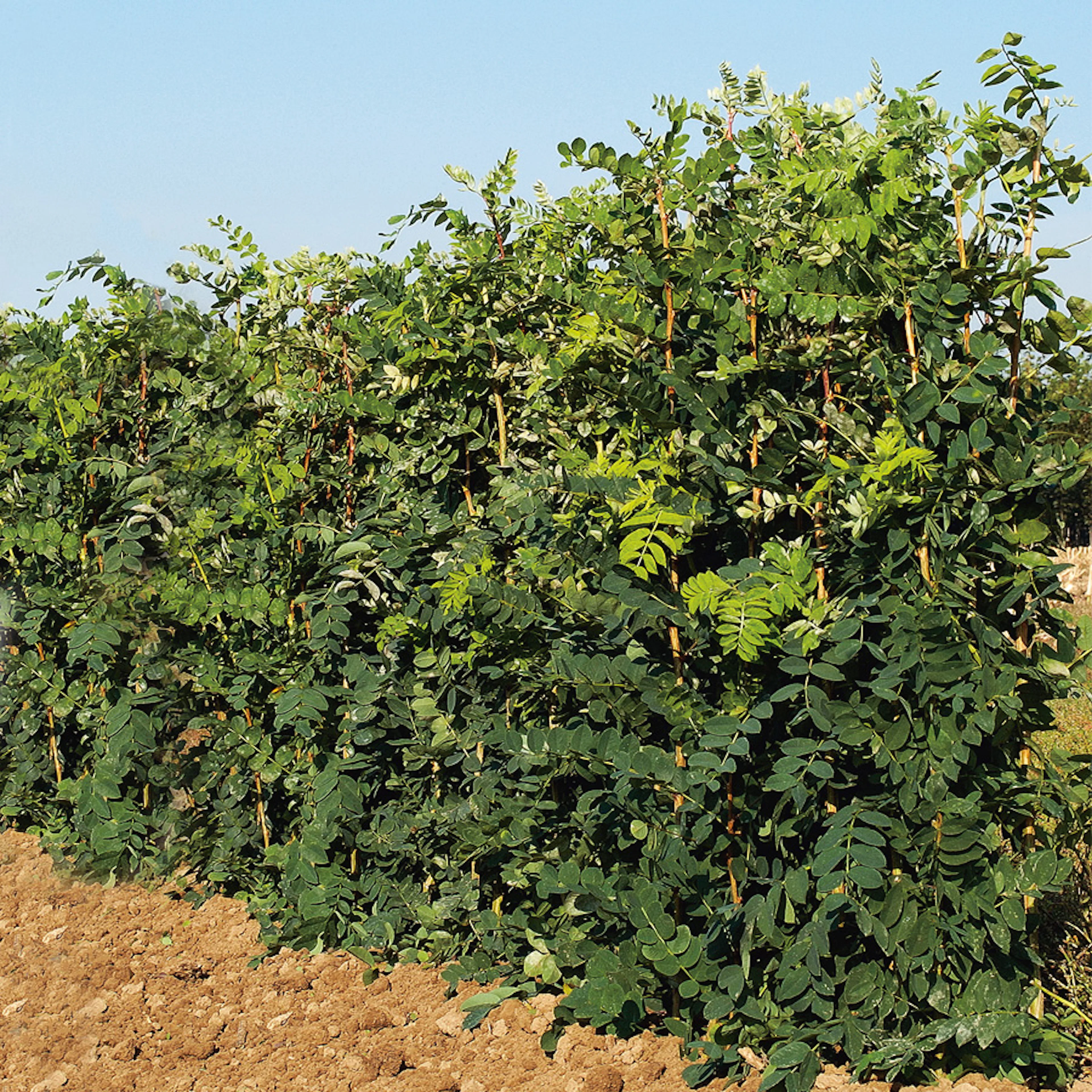 Häckkaragan Omnia Garden 40-65 cm