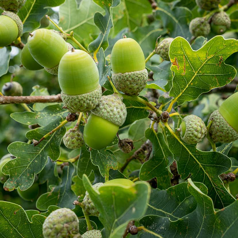 Prydnadsträd Skogsek Omnia Garden 150-200 cm