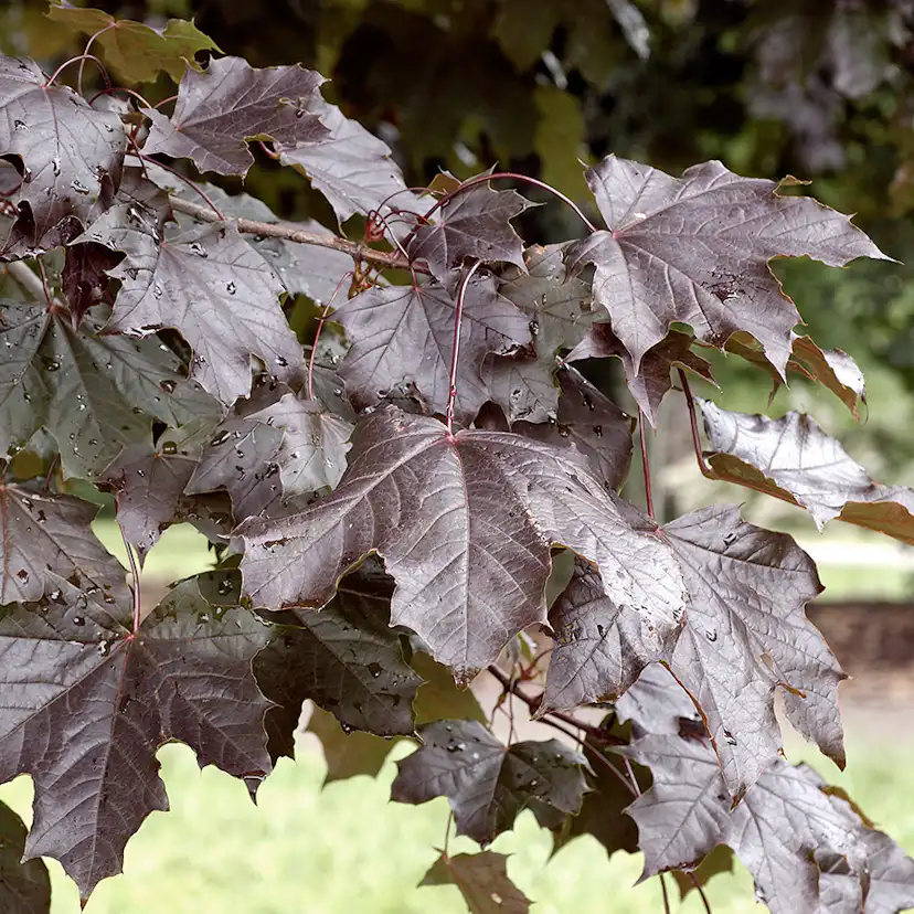 Prydnadsträd Skogslönn Omnia Garden 150-200 cm Acer Platanoides Royal Red