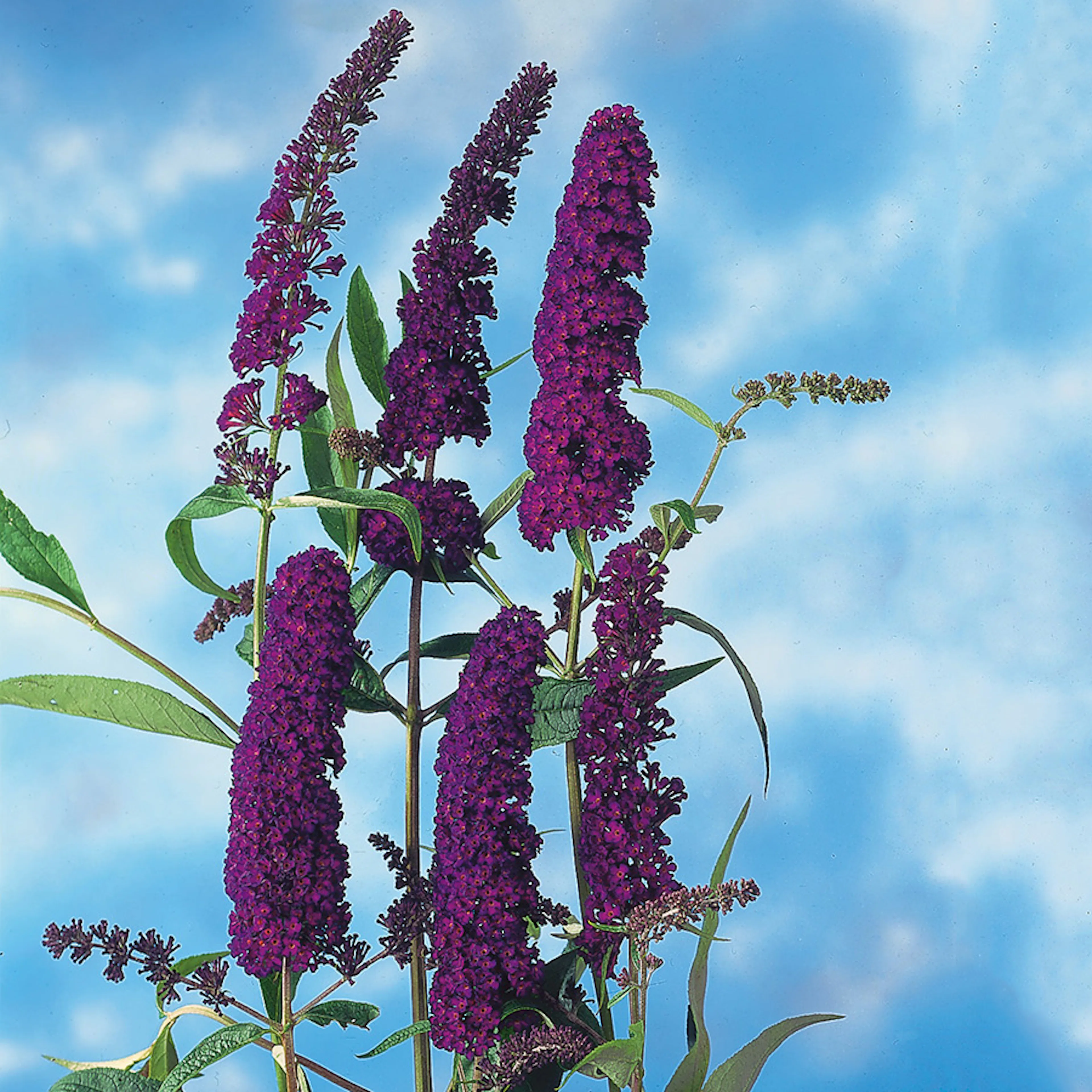 Prydnadsbuske Omnia Garden Syrénbuddleja Black Knight