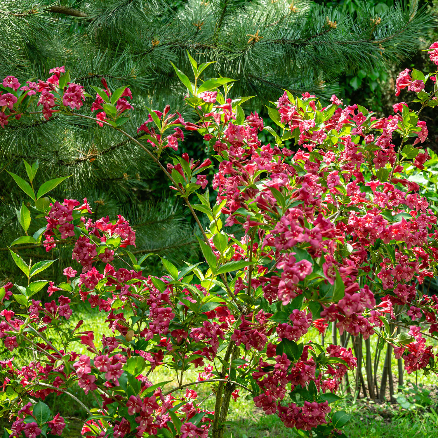 Prydnadsbuske Trädgårdsprakttry Omnia Garden 125-150cm
