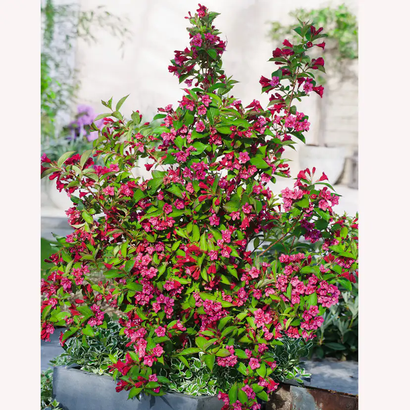 Prydnadsbuske Trädgårdsprakttry Omnia Garden 125-150cm