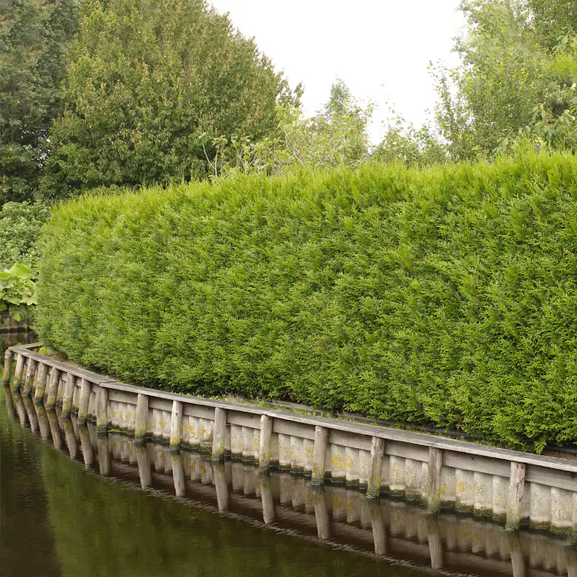 Planta tuja Omnia Gardenhäck 100-125 cm