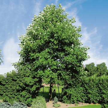 Prydnadsträd Tulpanträd Omnia Garden 100-125 cm