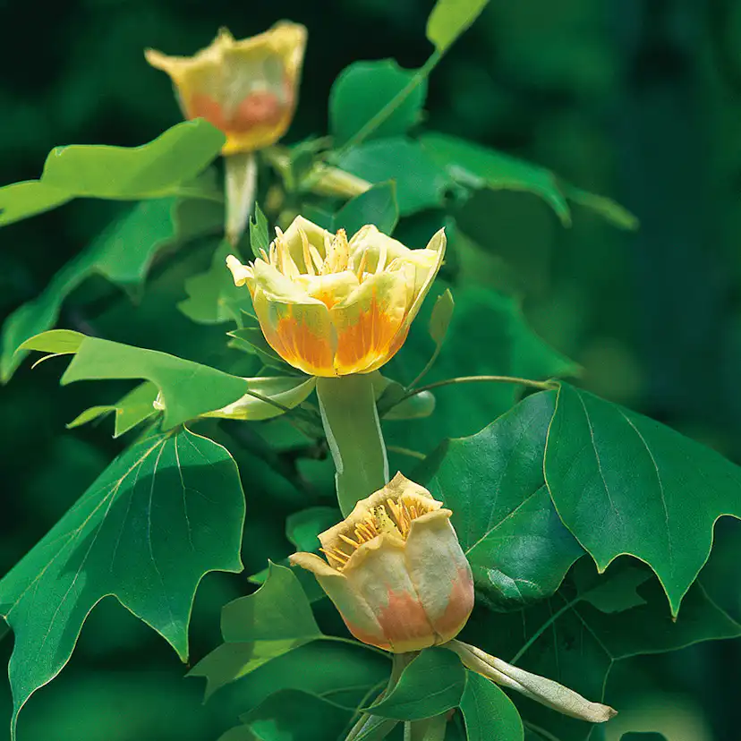 Prydnadsträd Tulpanträd Omnia Garden 100-125 cm