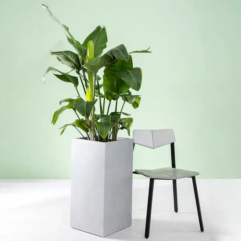 Kruka Lyfco Fyrkantig Hög Ljusgrå